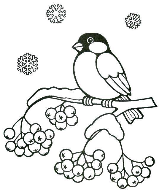 Coloring Bird on branch of Rowan. Category the leaves of the ash tree. Tags:  Rowan, berries, leaves, branch.