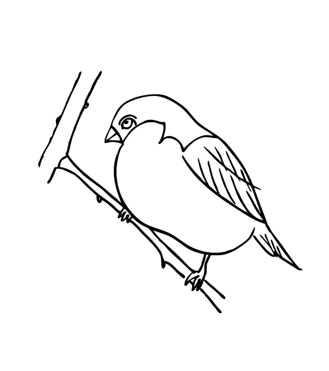 Coloring Bird on a branch. Category birds. Tags:  birds, branch.