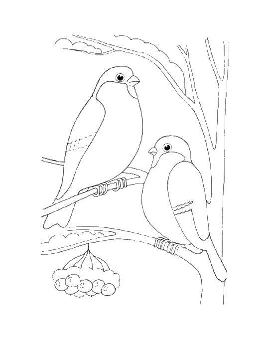 Название: Раскраска Птицы на рябине. Категория: птицы. Теги: птицы, рябина, дерево.