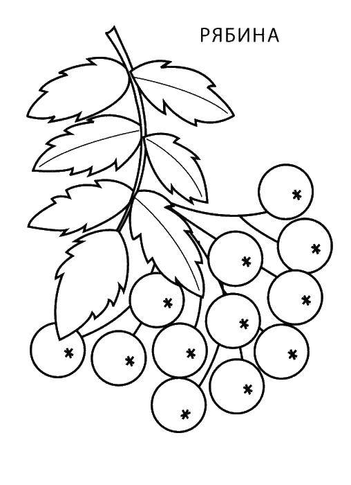 Coloring Rowan. Category berries. Tags:  Rowan, berries, leaves.