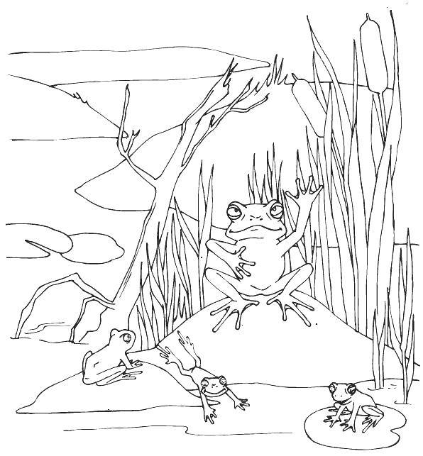 Опис: розмальовки  Мудра жабка. Категорія: рептилії. Теги:  Рептилія, жаба.