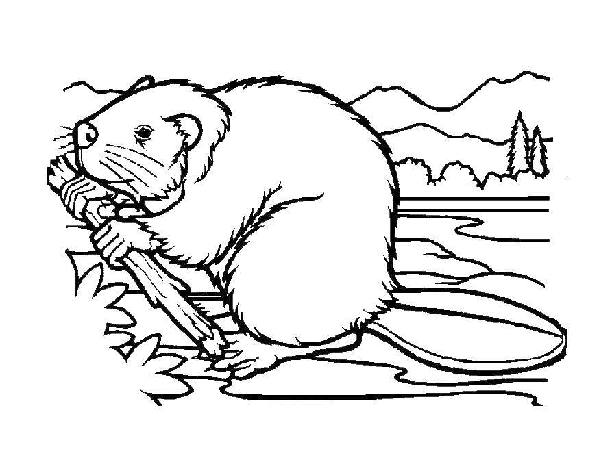 Coloring Beaver. Category Animals. Tags:  animals, beaver.