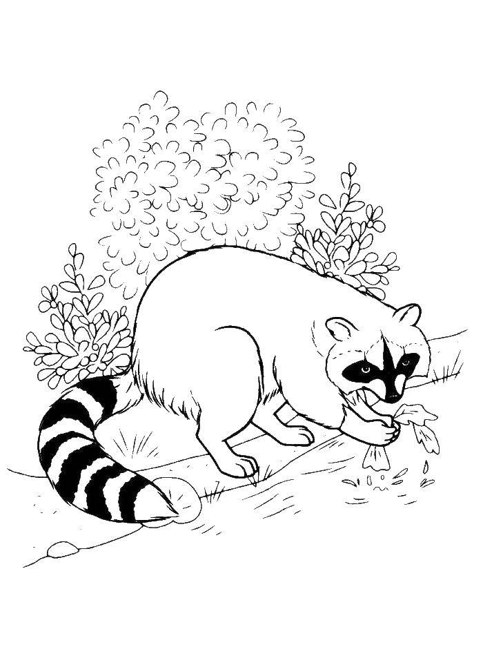 Coloring Enotik. Category Animals. Tags:  animals, raccoon.