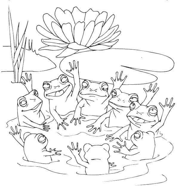 Coloring Frogs. Category frogs. Tags:  Reptile, frog.