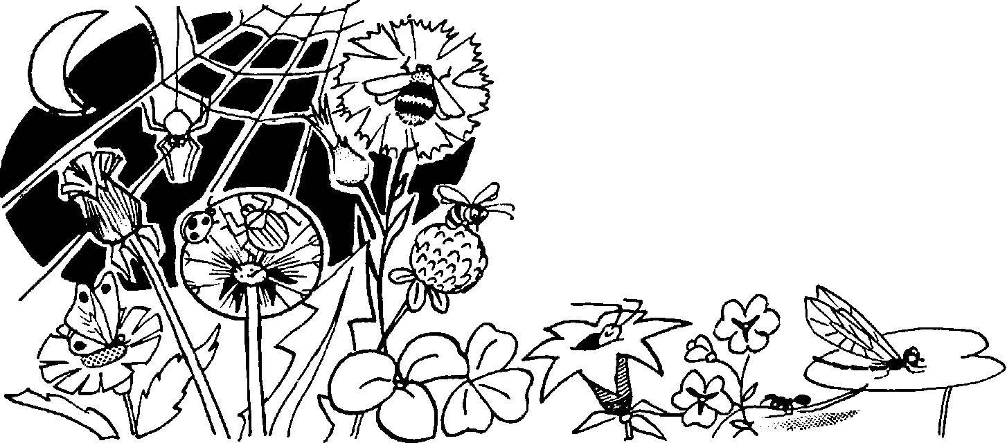 Название: Раскраска Насекомые на цветках. Категория: Насекомые. Теги: насекомые, растения, цветы.