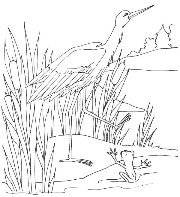 Название: Раскраска Цапля и лягушка. Категория: птицы. Теги: Птицы.
