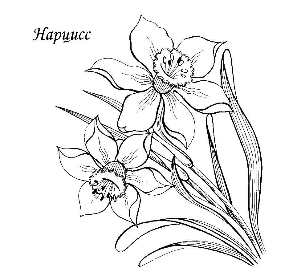 Coloring Flower daffodil. Category flowers. Tags:  flowers, Narcissus.