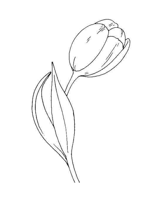 Coloring Tulip. Category flowers. Tags:  flowers, plants, flower, Tulip.