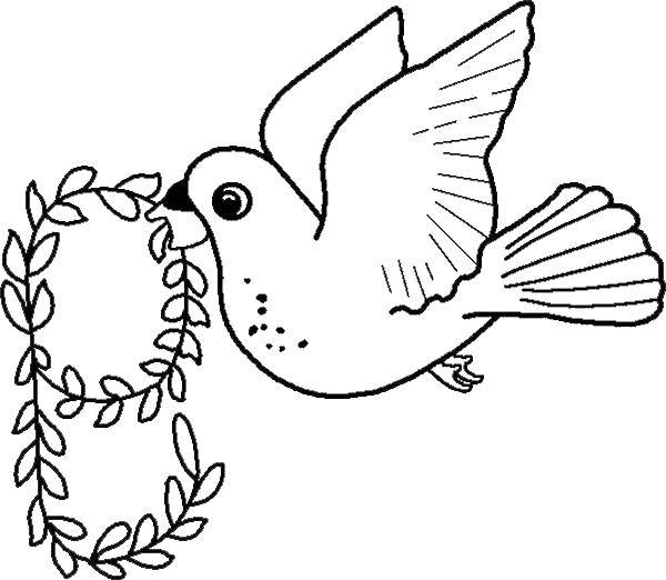Название: Раскраска Белый голубь. Категория: птицы. Теги: Птицы, голубь.