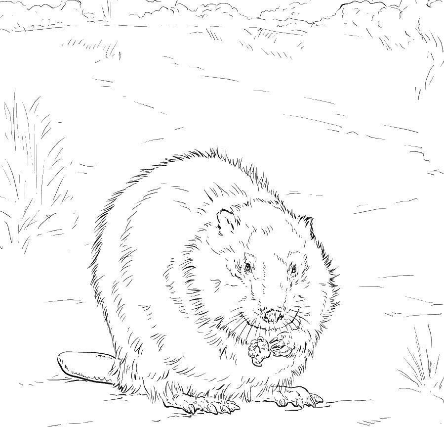 Coloring Beaver. Category Animals. Tags:  animals, beaver.
