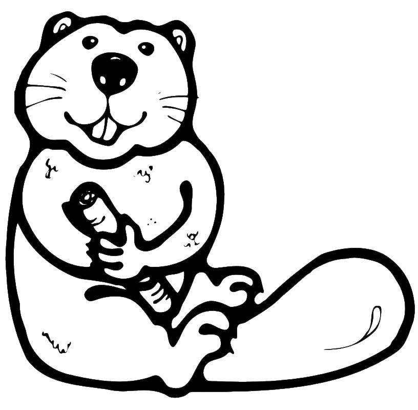 Coloring Beaver with piece of wood. Category Animals. Tags:  Animals, beaver.
