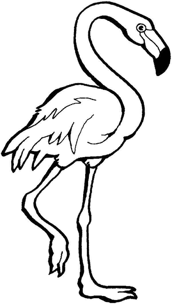 Coloring Flamingo. Category birds. Tags:  birds, Flamingos.