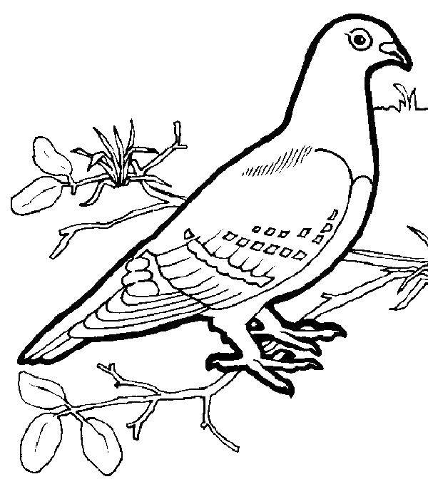 Coloring Dove. Category birds. Tags:  Birds, dove.