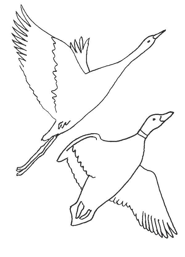 Coloring Geese swans. Category Fairy tales. Tags:  Tales Geese Swans.