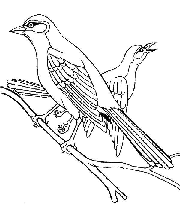 Coloring Forest birds. Category birds. Tags:  Birds.