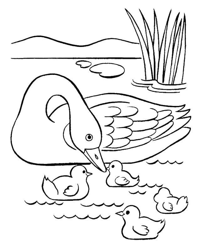 Название: Раскраска Мама утка с утятами. Категория: озеро. Теги: Птицы, уточка.