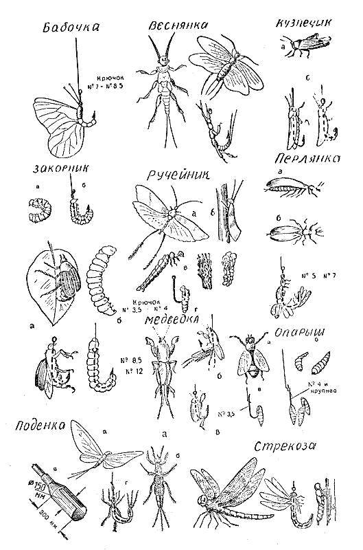 Coloring The names of insects. Category Insects. Tags:  Insects.