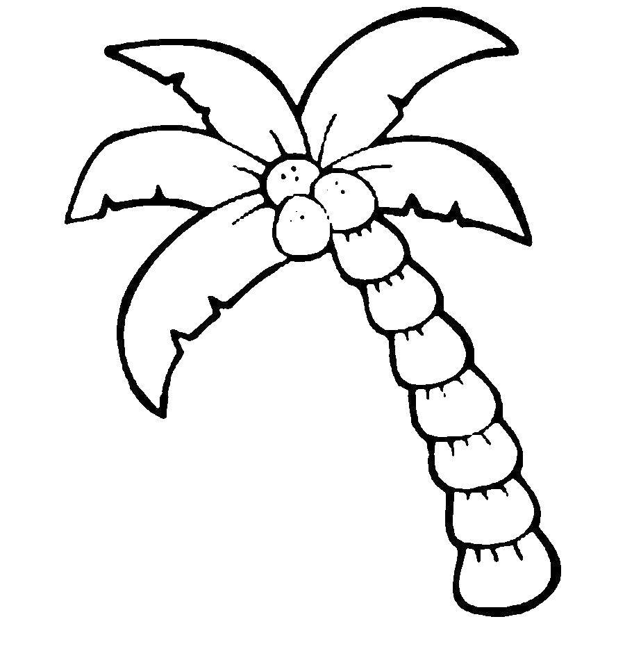 Coloring Palm tree with coconuts. Category tree. Tags:  Trees, palm tree.