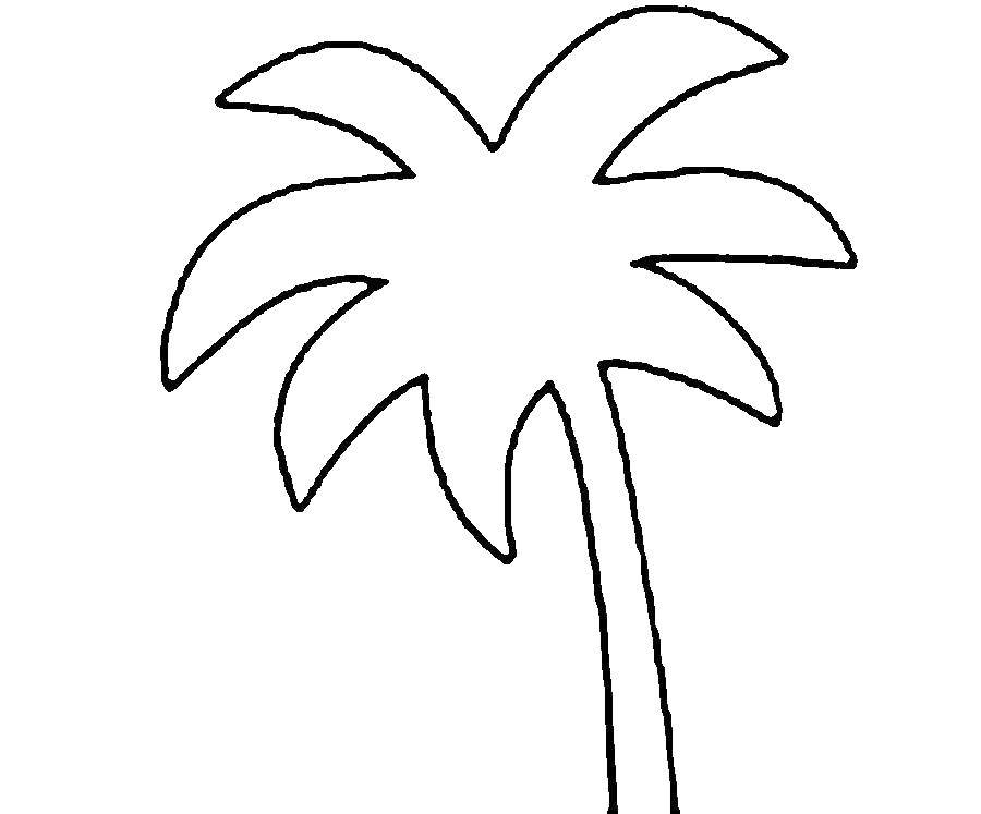 Название: Раскраска Пальма. Категория: дерево. Теги: Деревья, пальма.