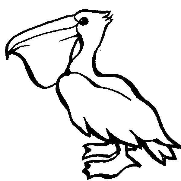 Название: Раскраска Пеликан. Категория: птицы. Теги: Птицы, пеликан.