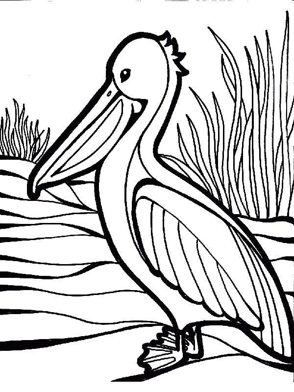 Coloring Pelican. Category birds. Tags:  Birds, Pelican.