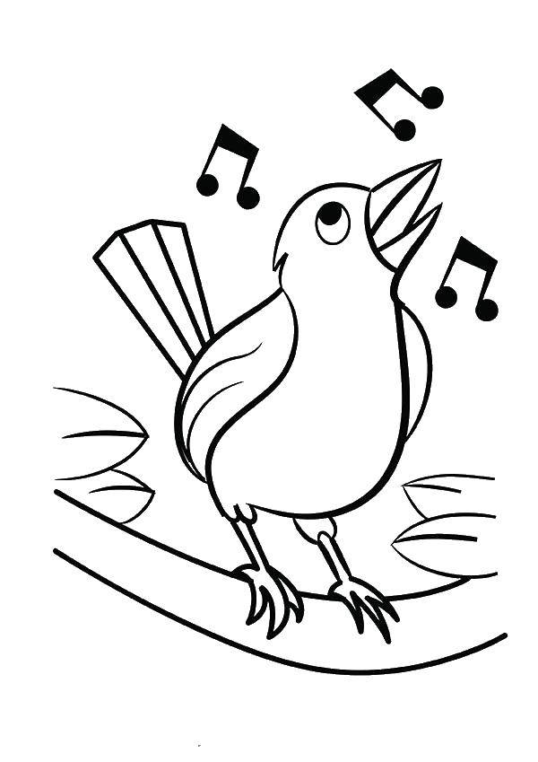 Coloring Singing bird. Category birds. Tags:  Birds.