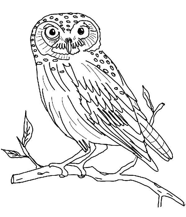 Coloring Owl on the branch. Category birds. Tags:  birds, Owl.