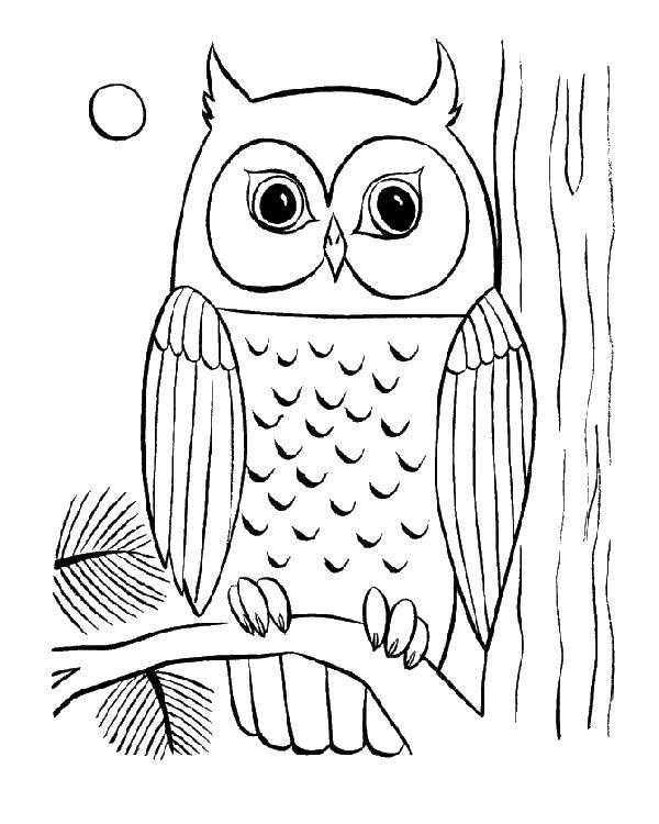 Coloring Owl. Category birds. Tags:  birds, Owl.