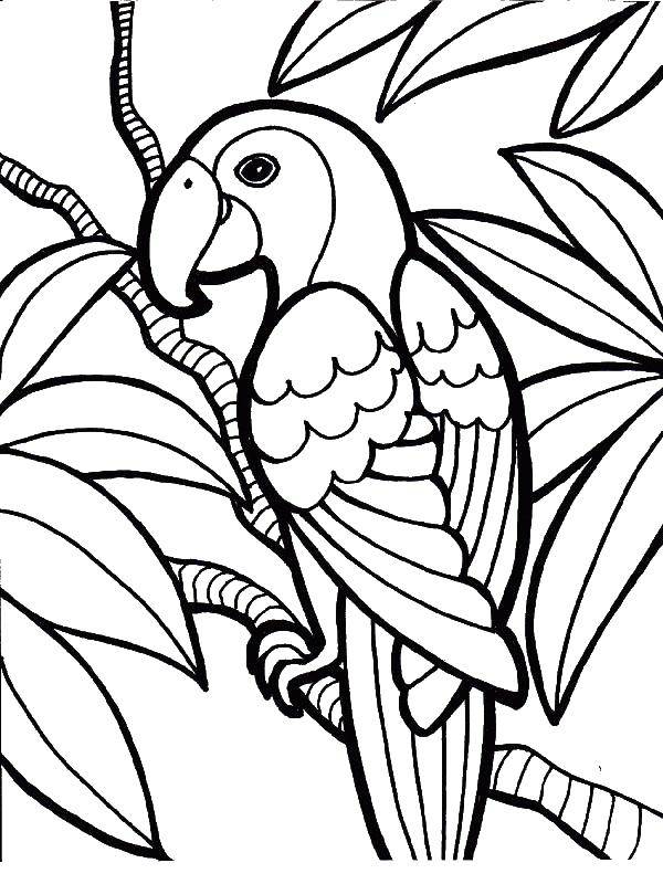 Coloring Tropical parrot. Category birds. Tags:  Birds, parrot.