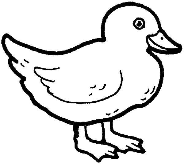 Coloring Duck. Category birds. Tags:  Poultry, duck.