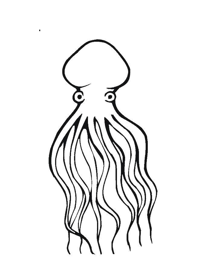 Coloring Squid. Category sea animals. Tags:  sea, squid.