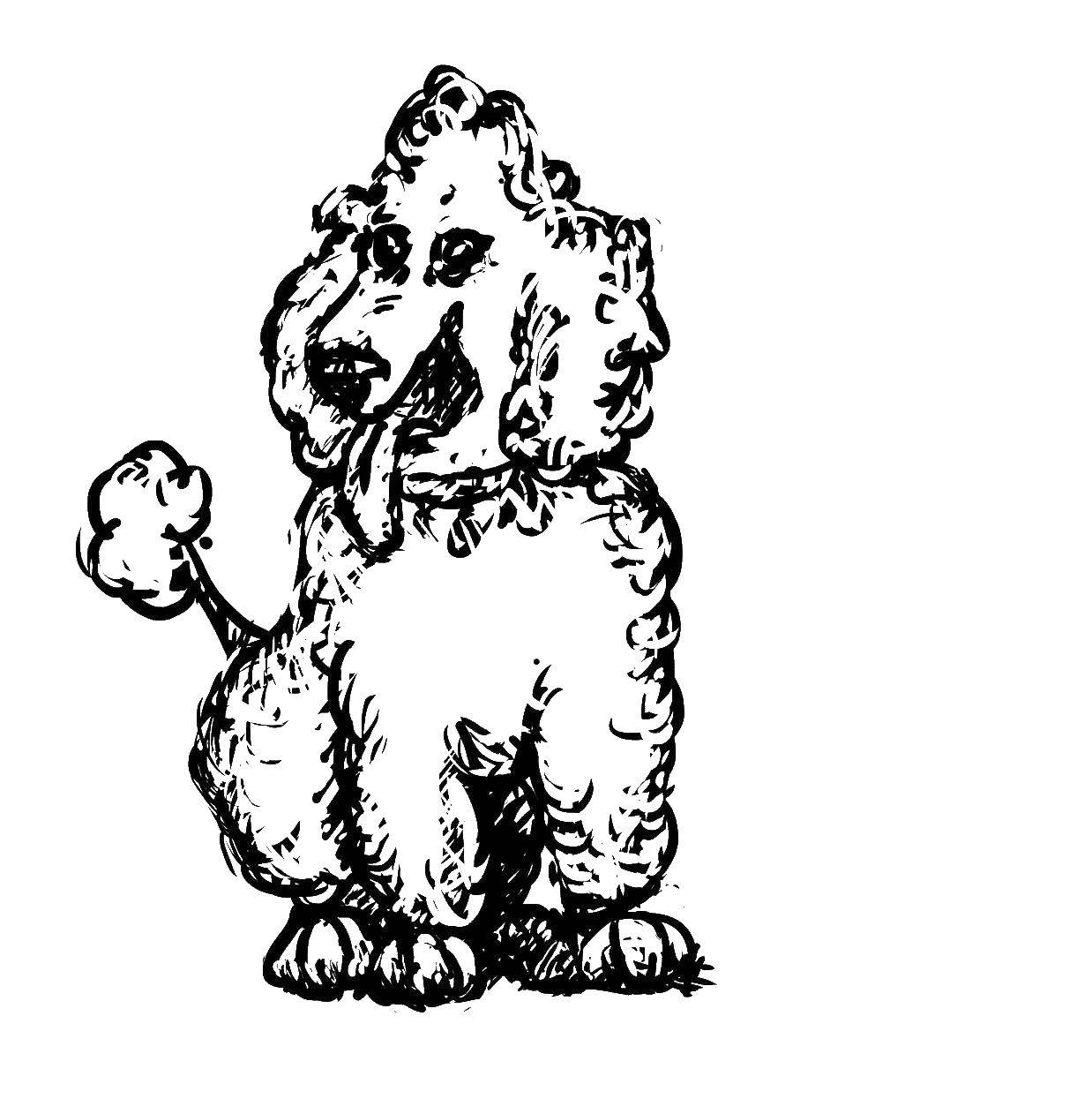 Coloring Poodle. Category dogs. Tags:  Dogs, Poodle.