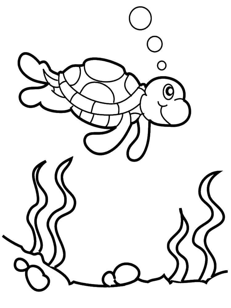 Coloring Turtle under water. Category Turtle. Tags:  animals, turtle, shell.