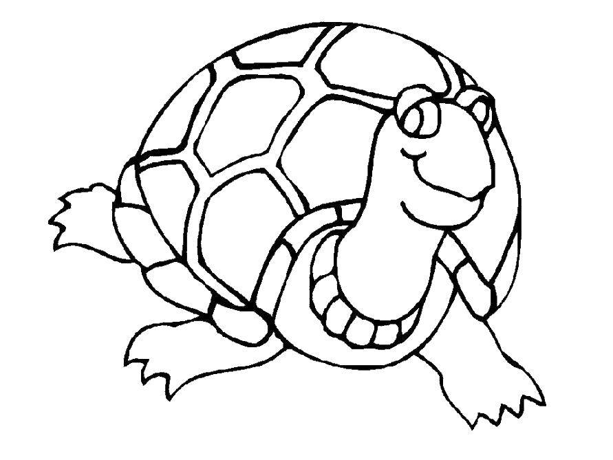 Название: Раскраска Черепаха. Категория: Черепаха. Теги: животные, черепаха, панцирь.