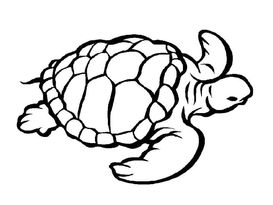 Turtle color. Черепаха раскраска. Раскраски черепах. Черепаха раскраска для детей. Морская черепаха раскраска.