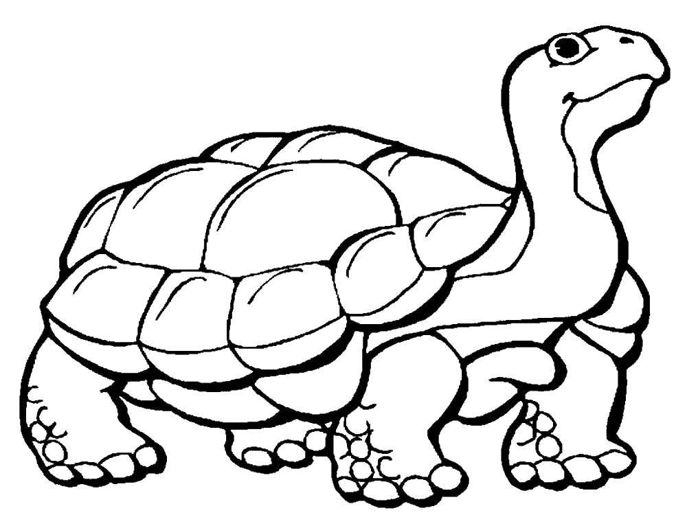 Название: Раскраска Черепаха. Категория: Животные. Теги: животные, черепаха, панцирь.