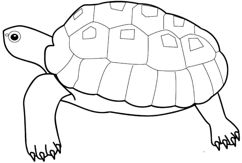 Название: Раскраска Черепаха. Категория: Черепаха. Теги: животные, черепаха, панцирь.