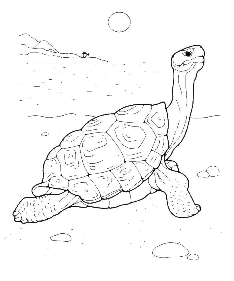 Название: Раскраска Черепашка на пляже. Категория: Черепаха. Теги: животные, черепаха, панцирь.