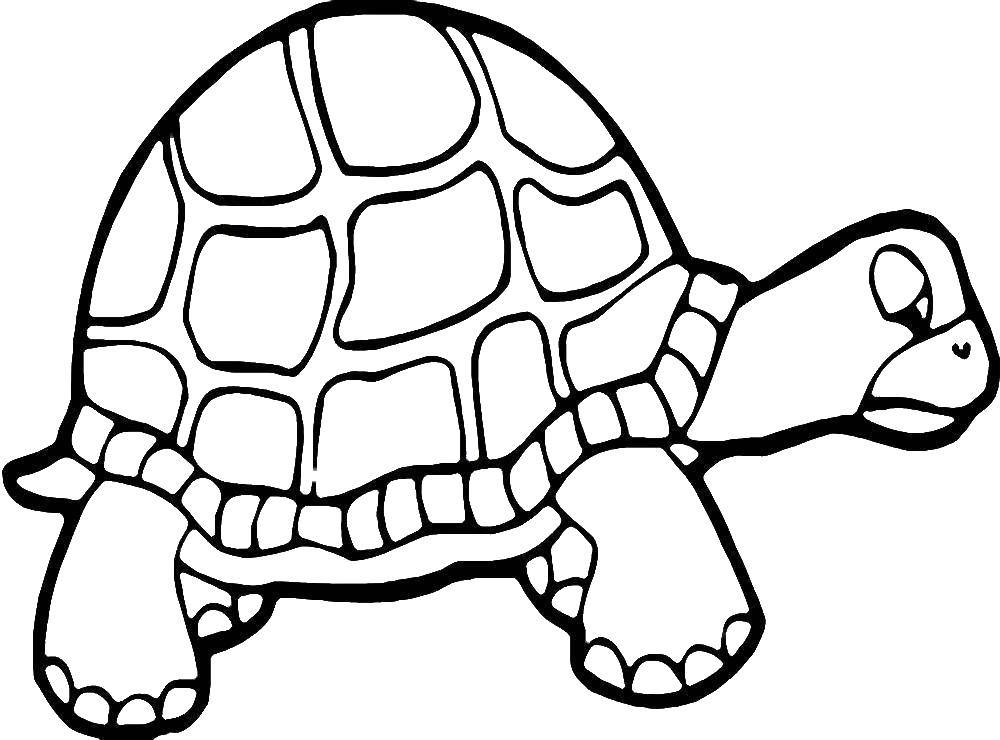 Coloring Turtle, the carapace. Category Turtle. Tags:  animals, turtle, shell.