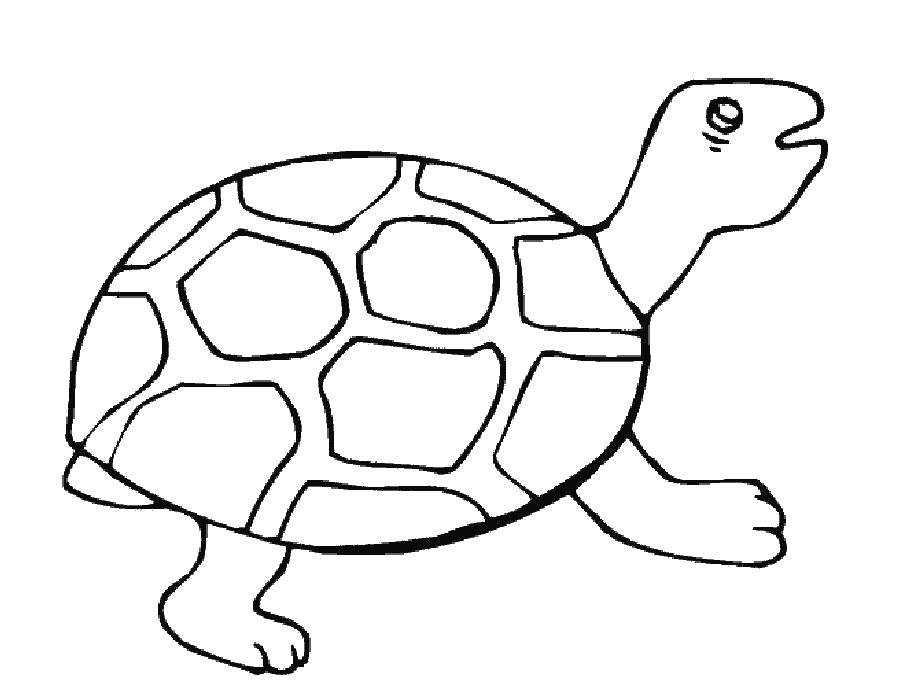 Название: Раскраска Черепашка. Категория: Черепаха. Теги: животные, черепаха, панцирь.