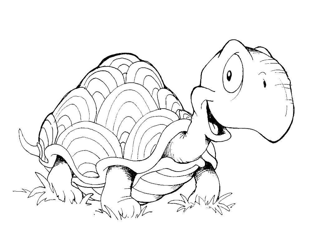 Coloring Bug. Category Turtle. Tags:  animals, turtle, shell.