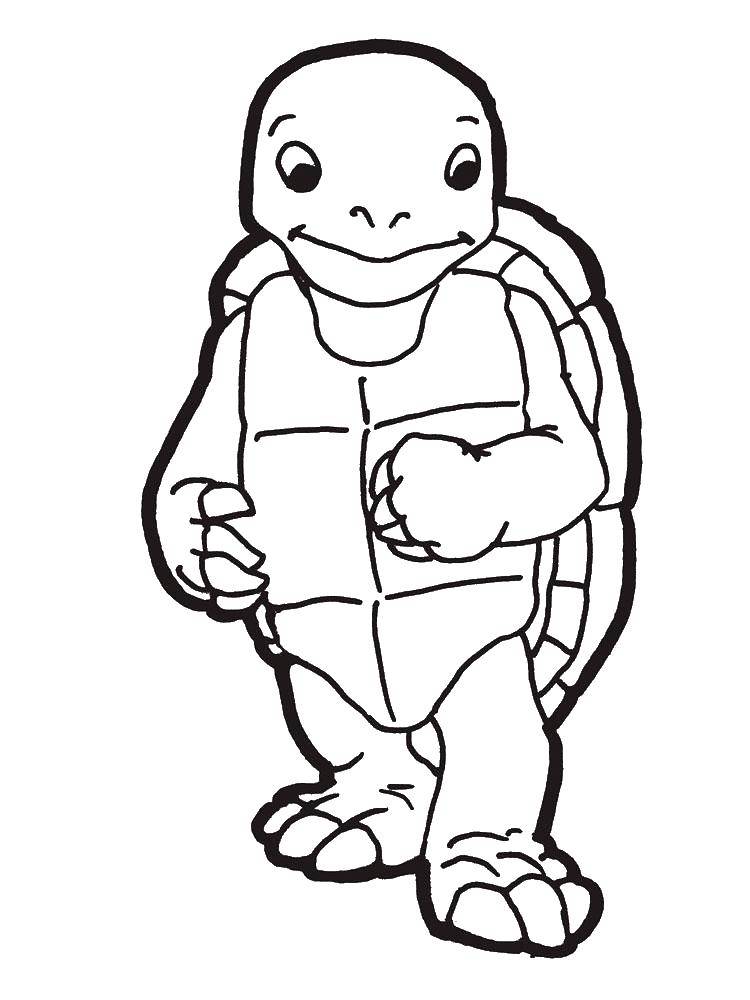 Coloring Bug. Category Turtle. Tags:  animals, turtle, shell.