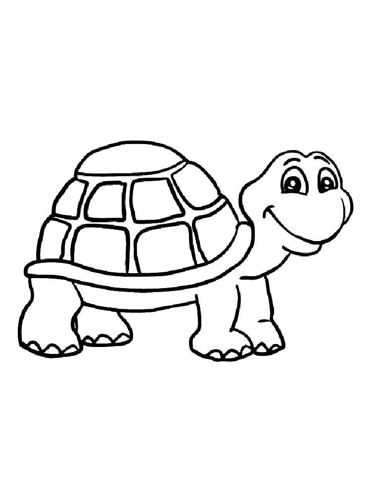 Coloring Bug. Category Turtle. Tags:  animals, turtle, shell.