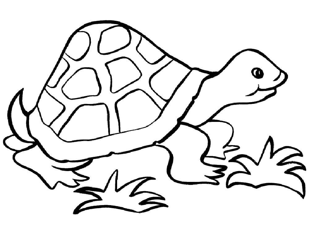 Название: Раскраска Черепашка. Категория: Черепаха. Теги: животные, черепаха, панцирь.