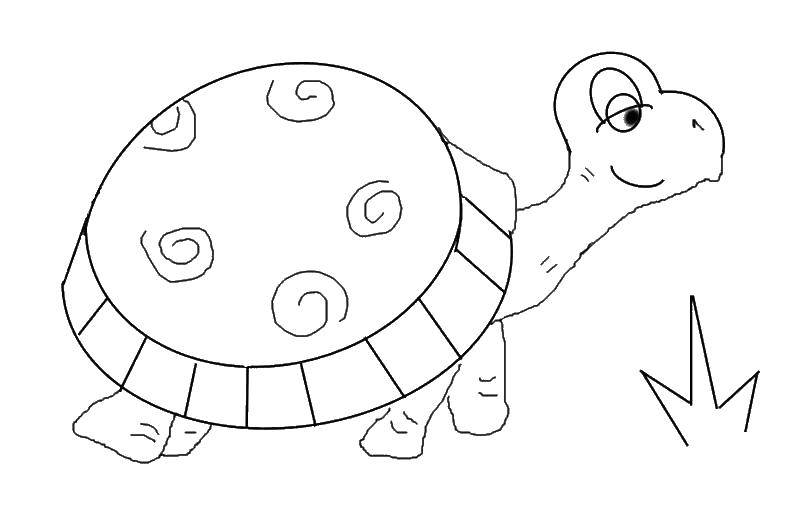 Coloring Bug. Category Turtle. Tags:  animals, turtle, shell.