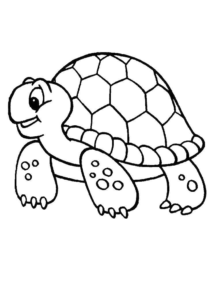 Название: Раскраска Добрая черепашка. Категория: Черепаха. Теги: животные, черепаха, панцирь.