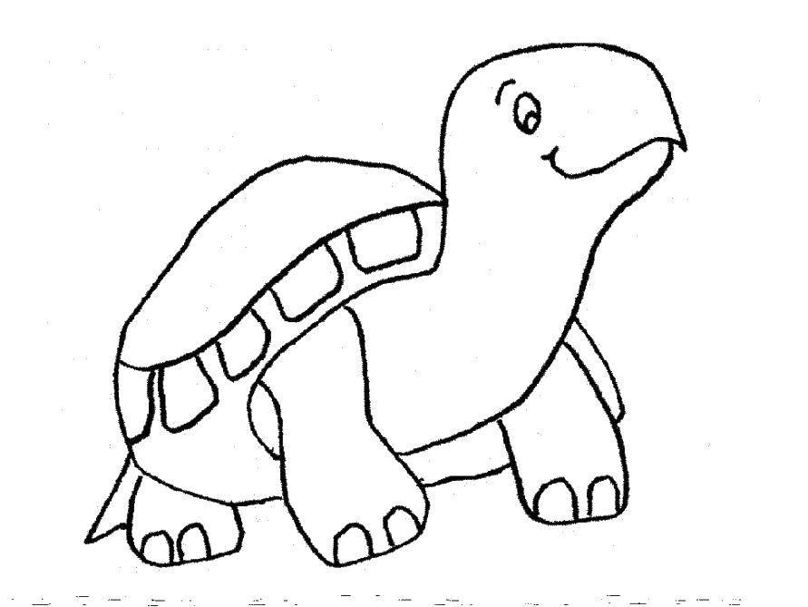 Название: Раскраска Маленькая черепашка. Категория: Черепаха. Теги: животные, черепаха, панцирь.