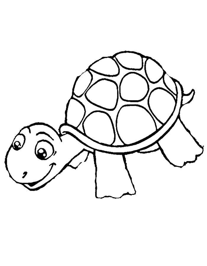 Название: Раскраска Маленькая черепашка. Категория: Черепаха. Теги: животные, черепаха, панцирь.
