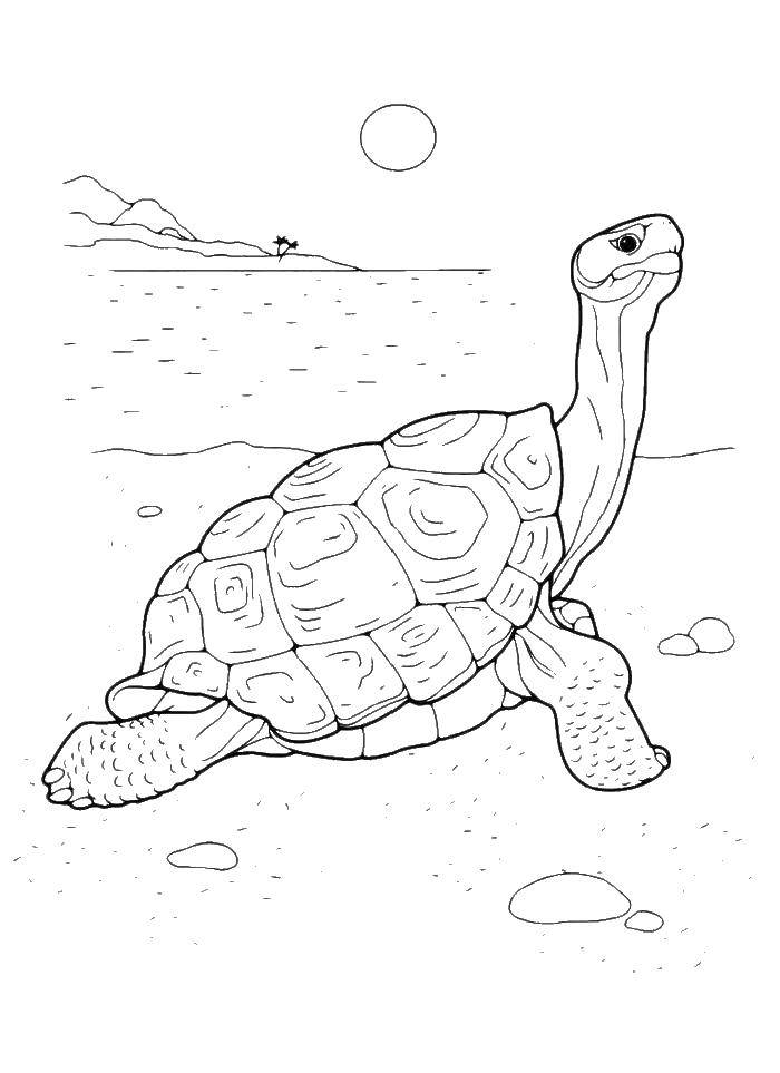 Название: Раскраска Черепаха на пляже. Категория: Черепаха. Теги: животные, черепаха, панцирь.