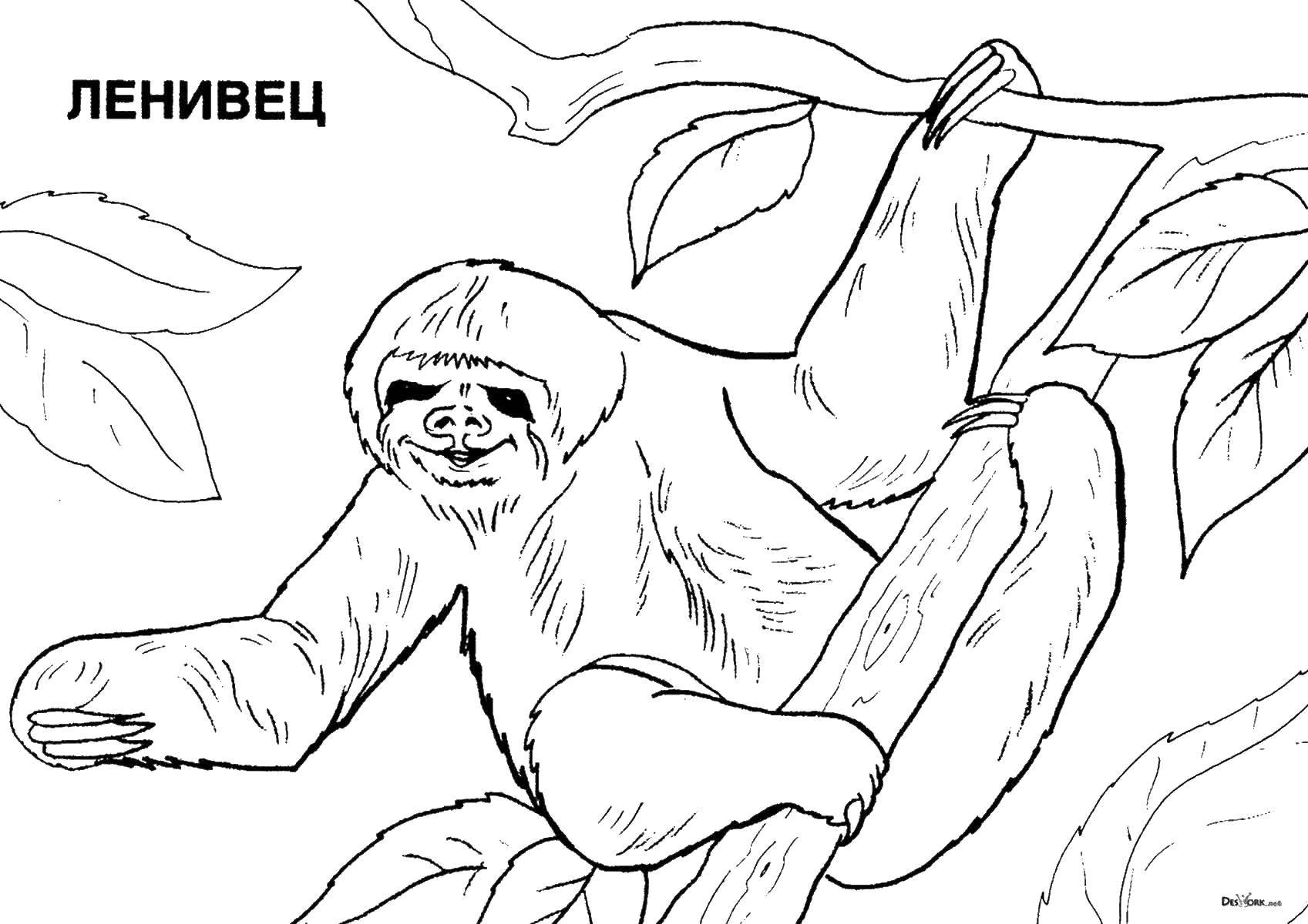 Coloring Sloth on a tree. Category Sluggard . Tags:  Sluggard .